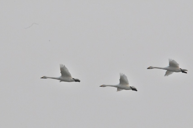 DSC_7298.JPG