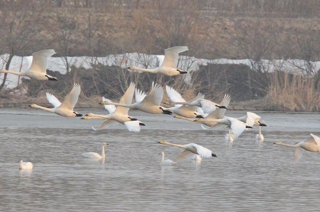 DSC_7333.JPG