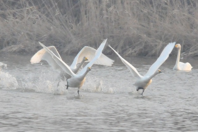 DSC_7355.JPG