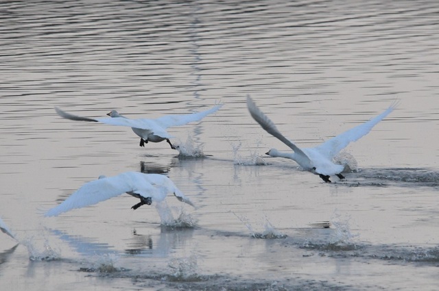 DSC_7381.JPG