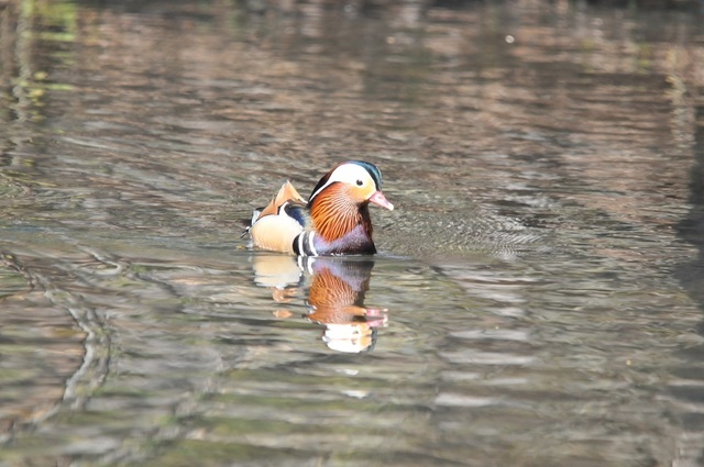DSC_7595.JPG