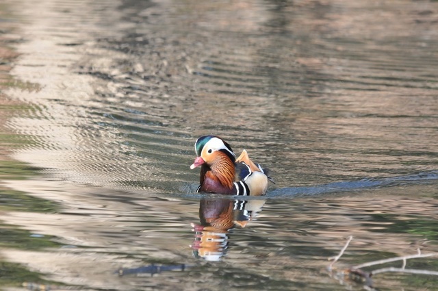 DSC_7608.JPG