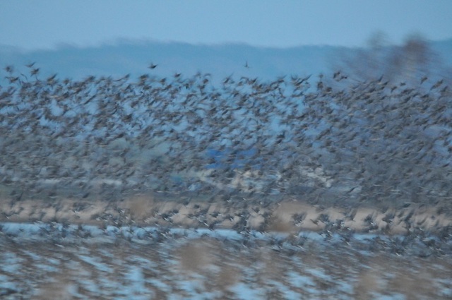 DSC_7701.JPG