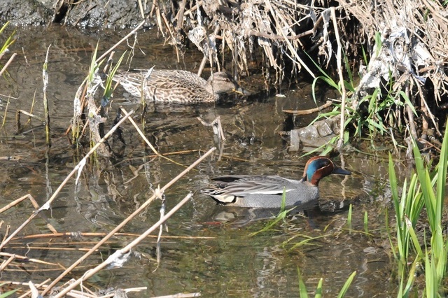 DSC_7735.JPG