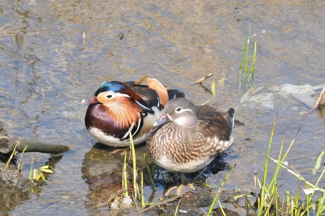 DSC_7736.JPG