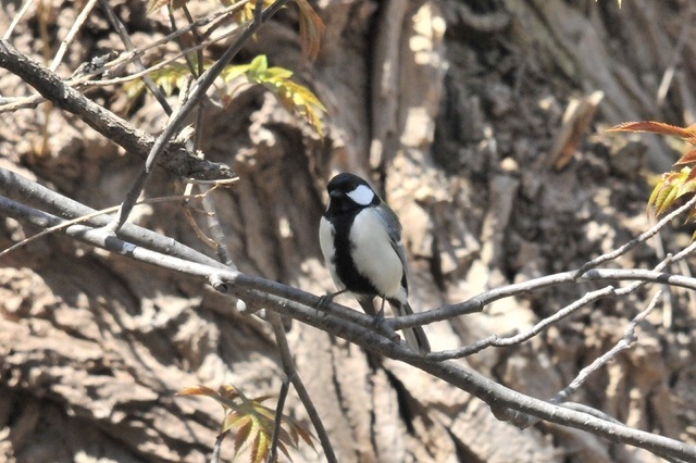 DSC_7747.JPG