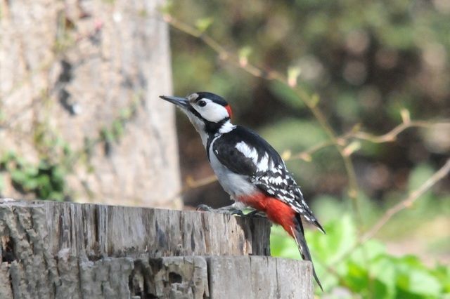 DSC_7761.JPG