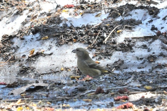DSC_7769.JPG