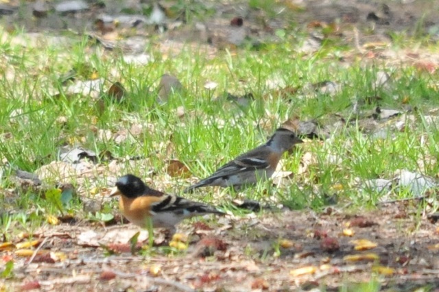 DSC_7775.JPG