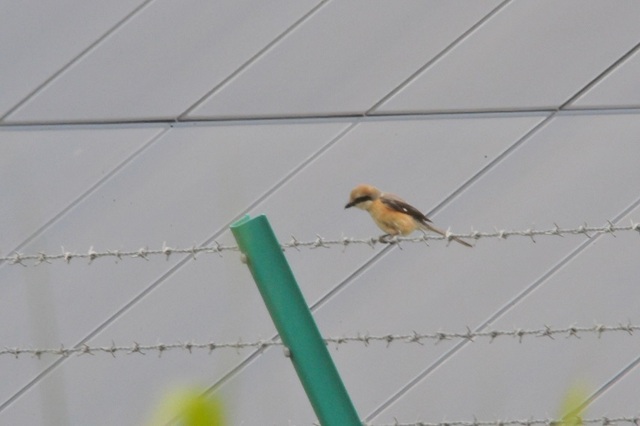 DSC_8101-1.JPG