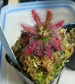 ドロセラ グラオモゴレンシス いけます よろしいのハエトリさん日記