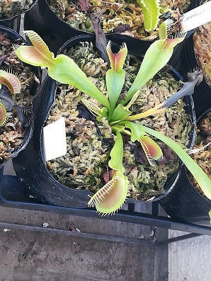 ハエトリソウ さすがに冬は調子が良い よろしいのハエトリさん日記