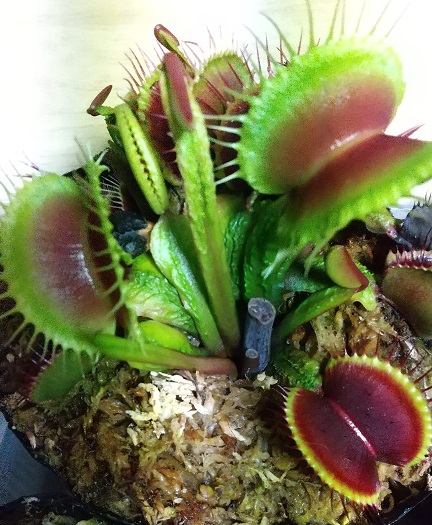 dionaea 交配種群 ASPERA × B52（BCP giant） - よろしいのハエトリ