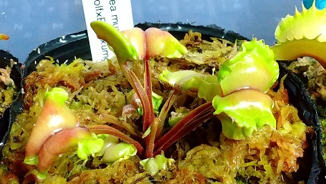 食虫植物　ハエトリソウ　実生選抜 楽天市場】食虫植物 ハエトリソウ G14 7.5cmポット ハエトリグサ