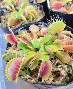 Dionaea muscipula variegated 錦のその後 - よろしいのハエトリさん日記