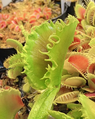Dionaea muscipula Oogami (大狼) - よろしいのハエトリさん日記