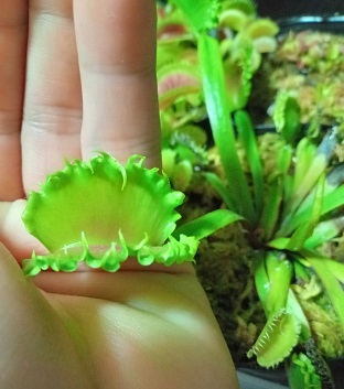 食虫植物　ハエトリソウ　大狼　子株 送料無料 いつまで 食虫植物 ハエトリソウ 大狼 子株 ハエトリグサの