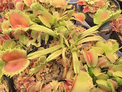 送料無料 いつまで 食虫植物 ハエトリソウ 大狼 子株 ハエトリグサの
