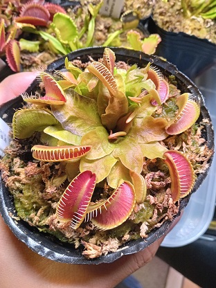 食虫植物 ハエトリソウ jaws smiley ハエトリグサ ジョーズスマイリー 食虫植物 ハエトリソウ Jaws Smiley - メルカリ