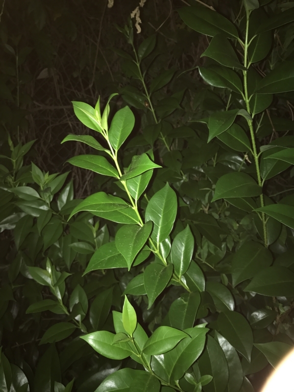 f:id:yoruhu:20170807043310j:plain f:id:yoruhu:20170807043310j:plain