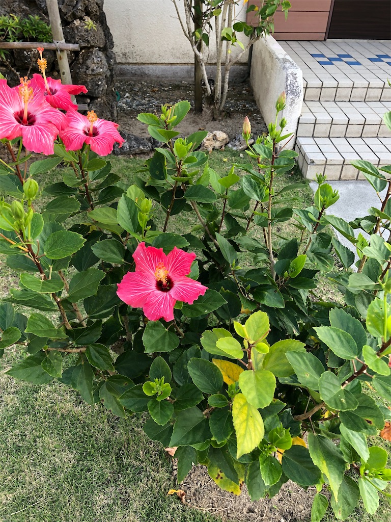 f:id:yorukuma76:20210228075214j:image