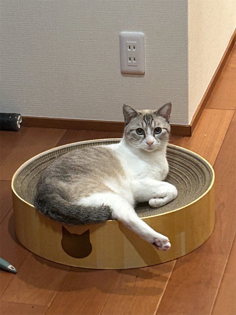 f:id:yosabusa:20260824181448j:image