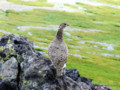 [野鳥][動物][山][立山]雷鳥