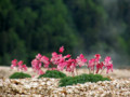 [花][山]駒草