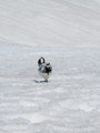 [雪][野鳥][動物][山][立山]雷鳥の散歩