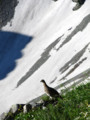 [野鳥][動物][山][穂高]雪渓と雷鳥