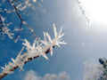 [雪][空]枝氷