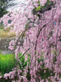 [花][桜]しだれ桜