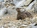 [野鳥][動物][山][北岳]砂浴びする雷鳥