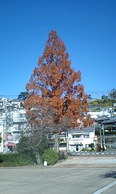 f:id:yoshi-b:20081214114933j:image f:id:yoshi-b:20081214114933j:image