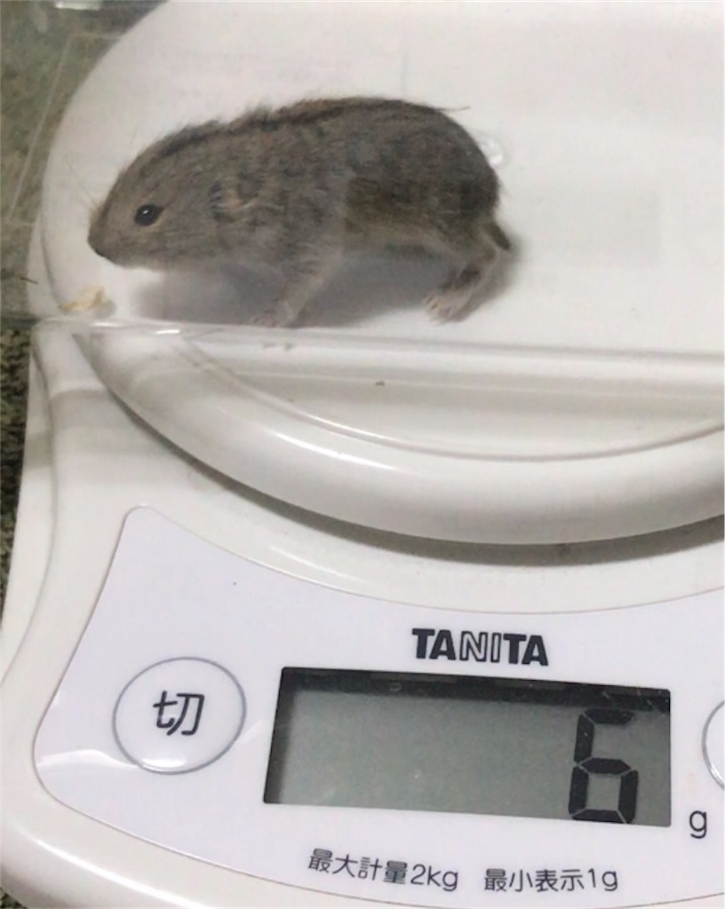 f:id:yoshi91:20200220194506j:image f:id:yoshi91:20200220194506j:image
