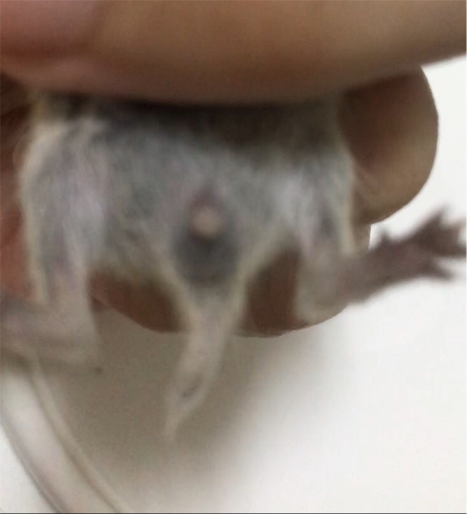 f:id:yoshi91:20200220194528j:image f:id:yoshi91:20200220194528j:image