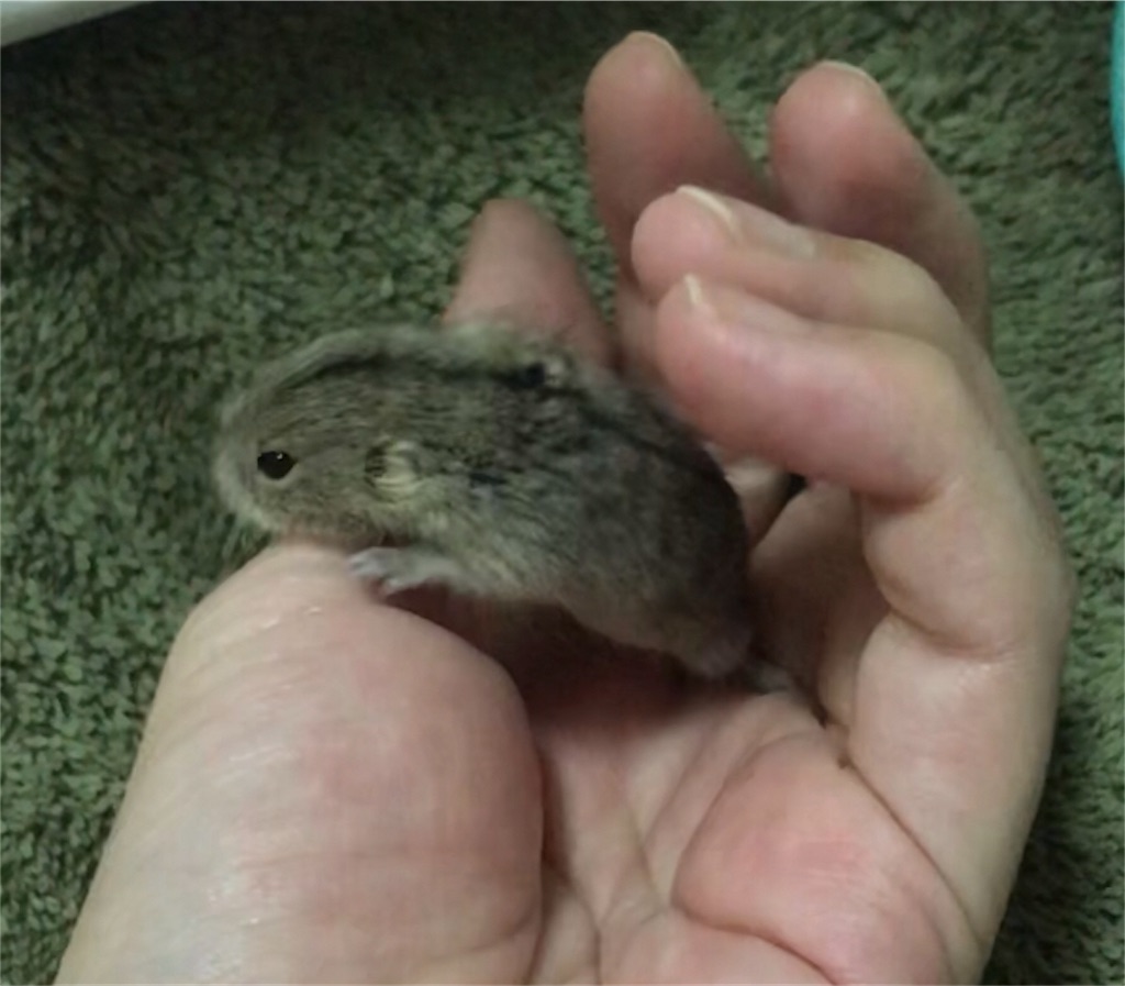 f:id:yoshi91:20200220195137j:image f:id:yoshi91:20200220195137j:image