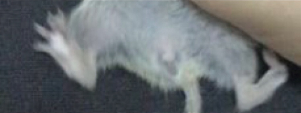 f:id:yoshi91:20200220195953j:image f:id:yoshi91:20200220195953j:image