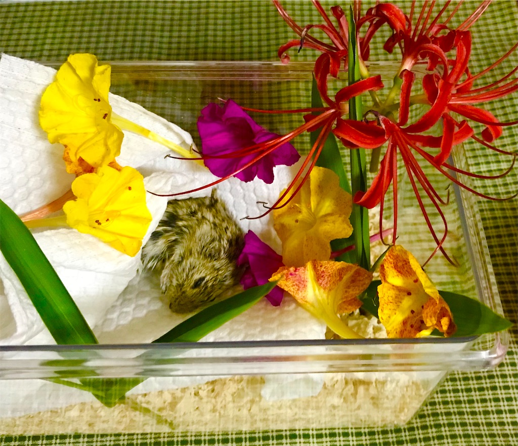 f:id:yoshi91:20210924081450j:image f:id:yoshi91:20210924081450j:image