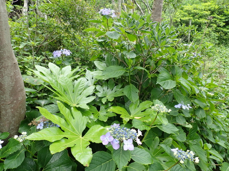 f:id:yoshi_10:20180527193900j:plain f:id:yoshi_10:20180527193900j:plain