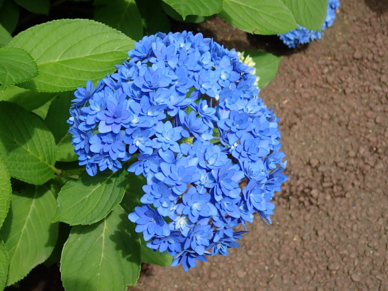 f:id:yoshi_10:20180527195904j:plain f:id:yoshi_10:20180527195904j:plain