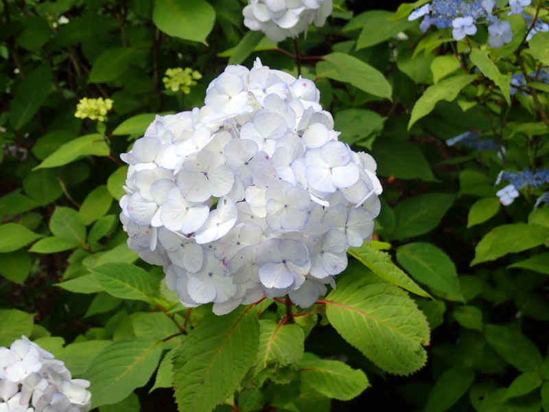 f:id:yoshi_10:20180527195924j:plain f:id:yoshi_10:20180527195924j:plain