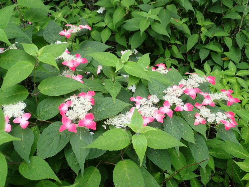 f:id:yoshi_10:20180527195938j:plain f:id:yoshi_10:20180527195938j:plain