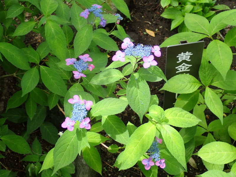 f:id:yoshi_10:20180527195949j:plain f:id:yoshi_10:20180527195949j:plain