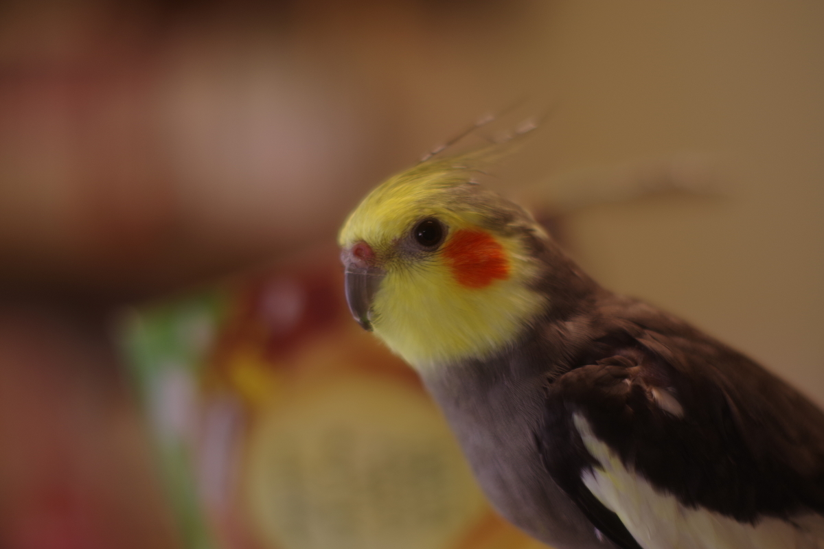 f:id:yoshi_10pa:20190314232557j:plain f:id:yoshi_10pa:20190314232557j:plain