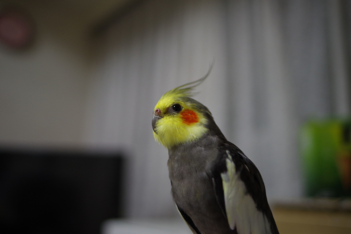 f:id:yoshi_10pa:20190420164344j:plain f:id:yoshi_10pa:20190420164344j:plain