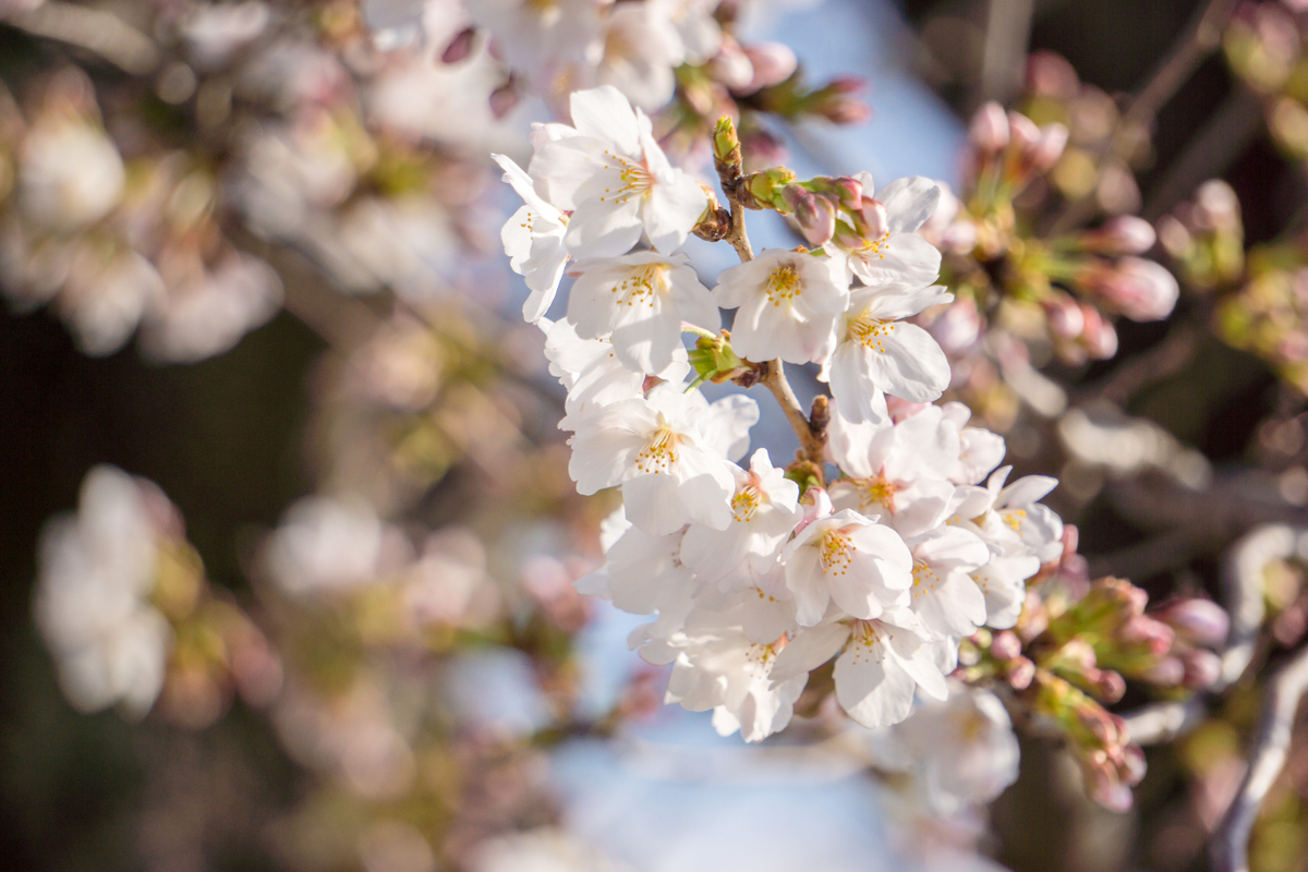 f:id:yoshi_camera:20210323164429j:plain