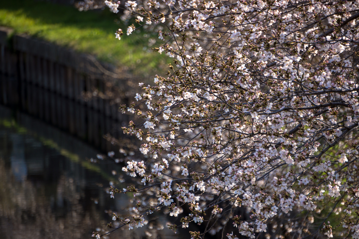 f:id:yoshi_camera:20210323165757j:plain