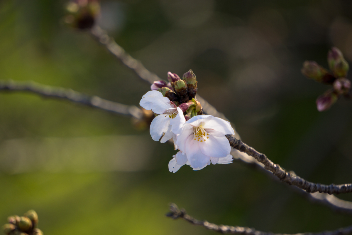 f:id:yoshi_camera:20210323165931j:plain