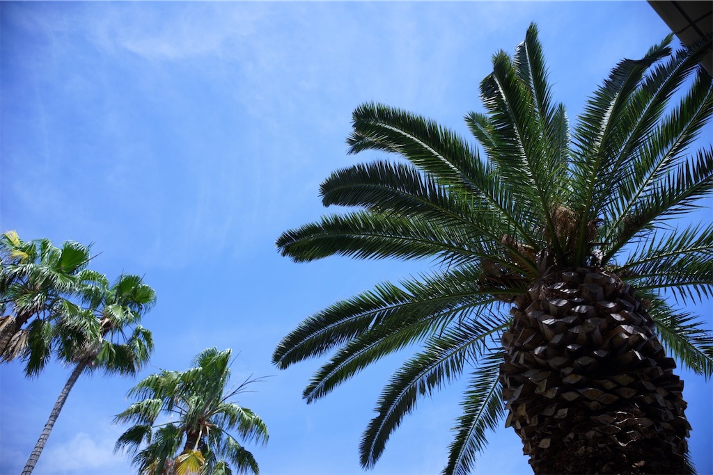 f:id:yoshi_camera:20260601201005j:image f:id:yoshi_camera:20260601201005j:image